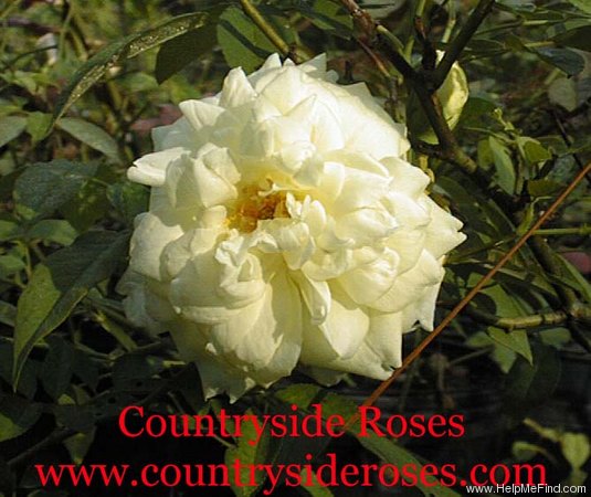 'Solfaterre' rose photo