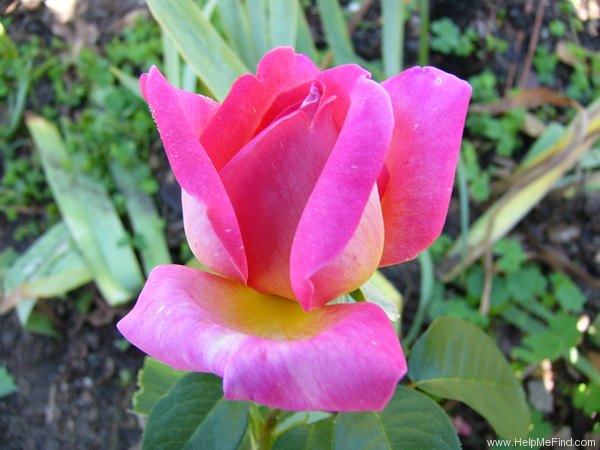 'Chicago Peace' rose photo