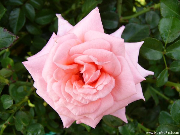 'Sylvia (hybrid tea, Kordes 1979)' rose photo