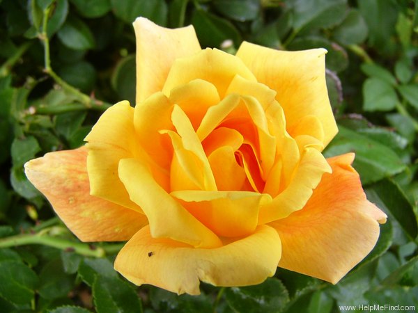 'Sutter's Gold, Cl.' rose photo