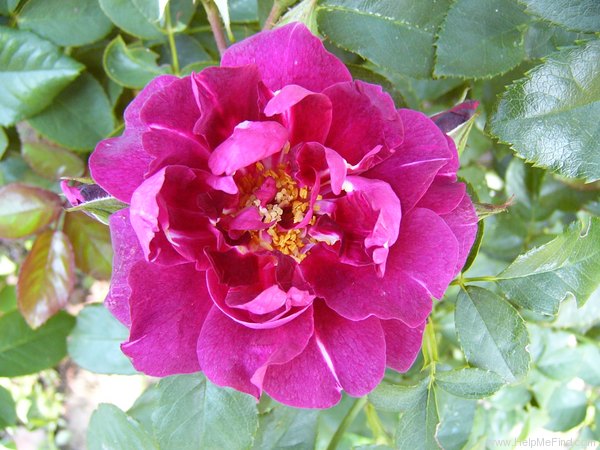 'Cardinal Hume ® (Shrub, Harkness 1982)' rose photo