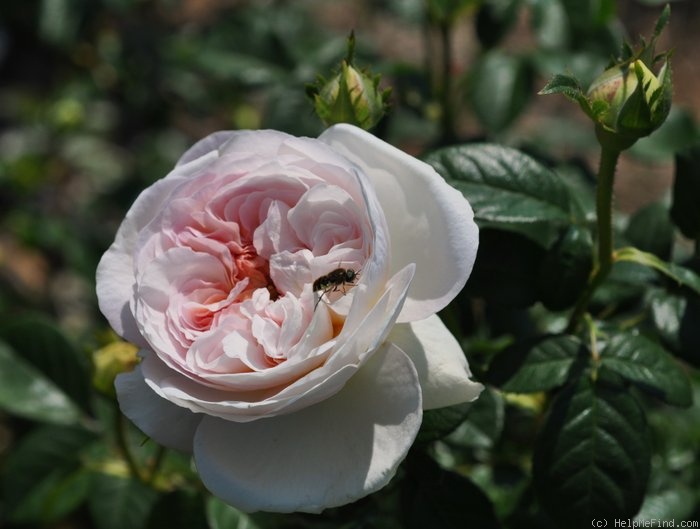 'Marianne (gallica, Barden 2001)' rose photo