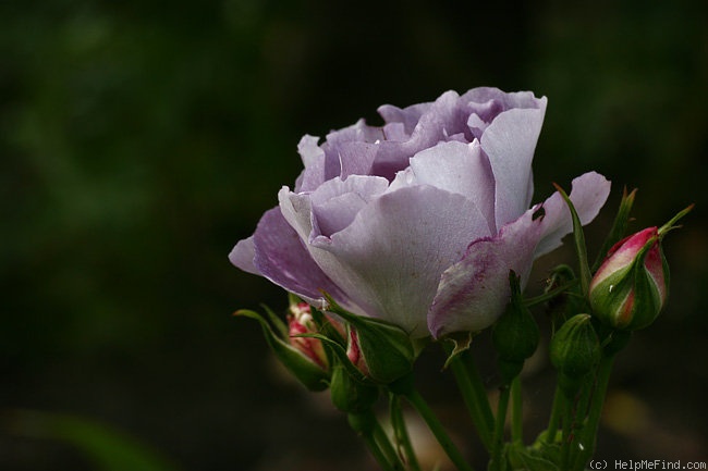 'Blue For You (Floribunda, James 2001)' rose photo
