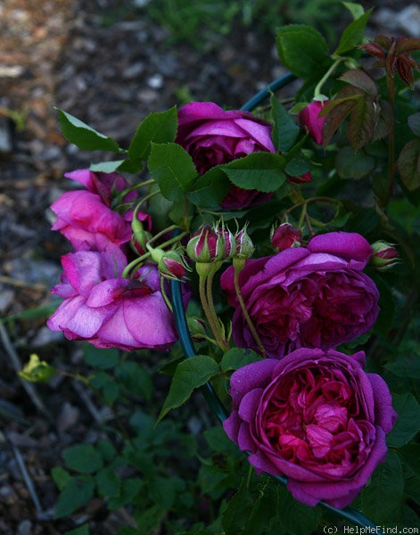 'Crimson Blush' rose photo