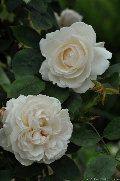 'Winchester Cathedral ®' rose photo