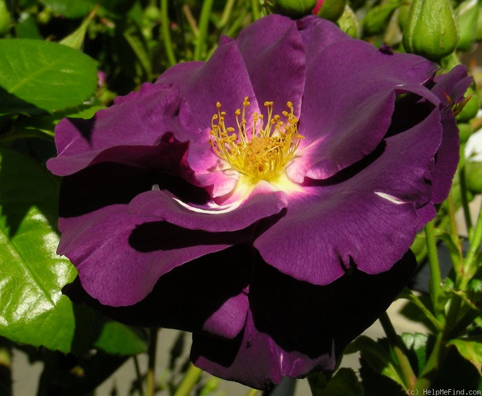 'Rhapsody in Blue ™' rose photo