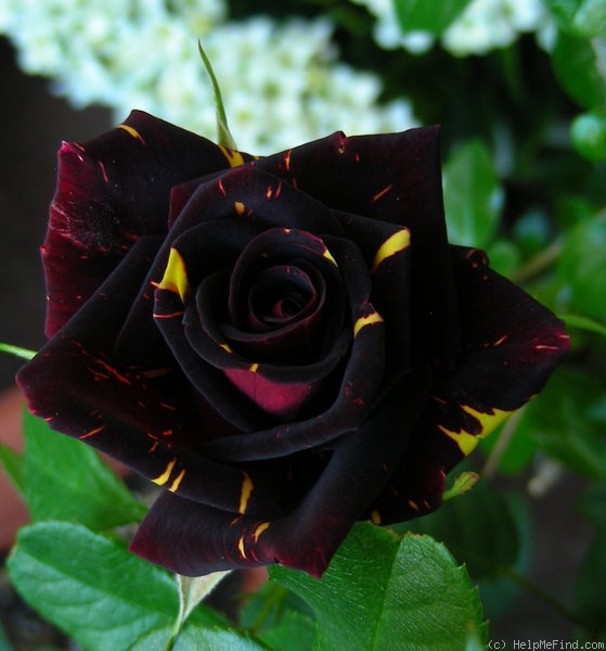 'Memphis Music' rose photo