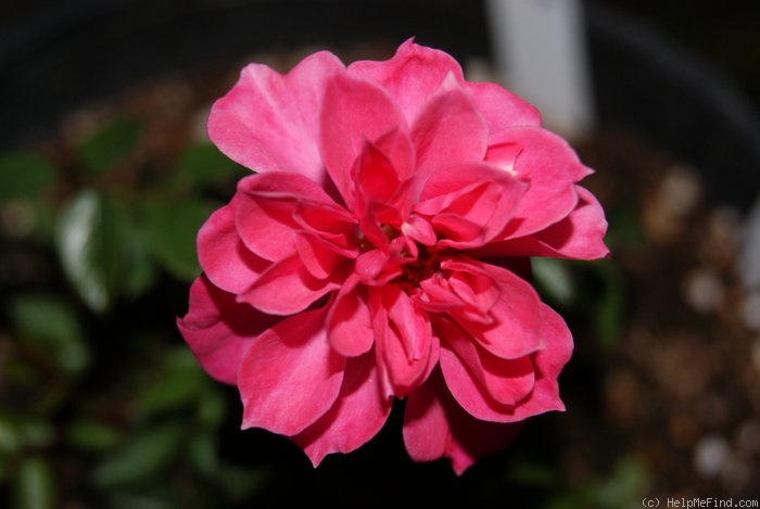 'Renny' rose photo