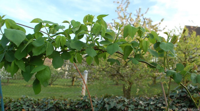 'Ulrich Brunner Fils' rose photo