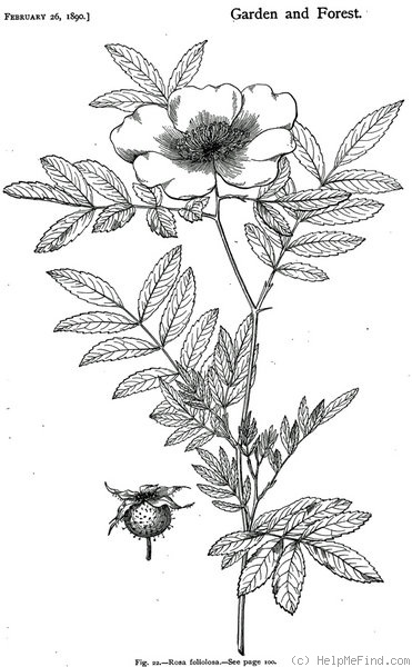 '<i>Rosa foliolosa</i> Nutt. ex Torr. & A.Gray' rose photo