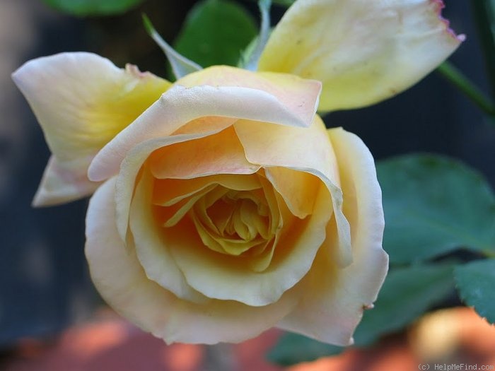 'Rev. F. Page Roberts' rose photo