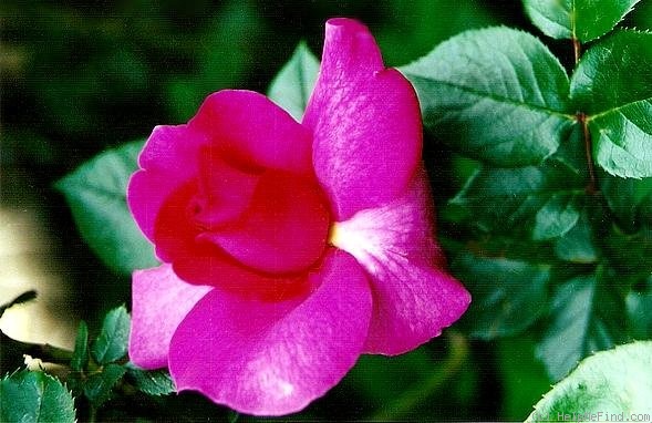'Yakiman ®' rose photo
