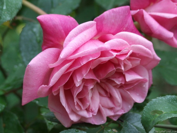 'Général Schablikine (Tea, Nabonnand 1878)' rose, click to enlarge 'Général Schablikine (Tea, Nabonnand 1878)' rose photo