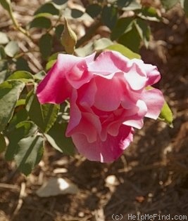 'Madame Grégoire Staechelin' rose photo