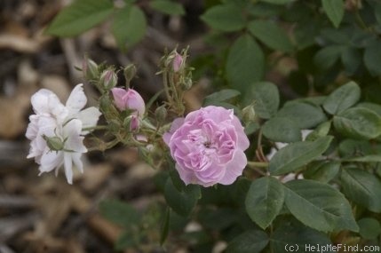 'Spectabilis (sempervirens)' rose photo