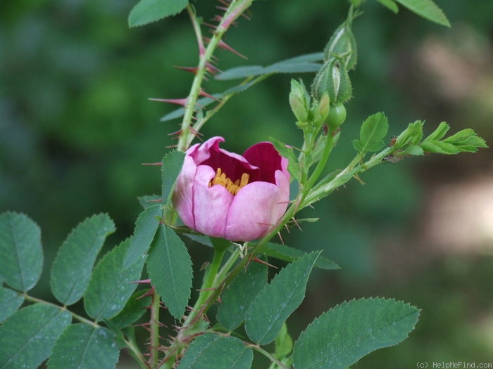 '<i>Rosa pimpinellifolia</i> 'rubra'' rose photo