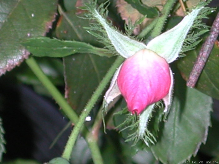'MORcrest' rose photo