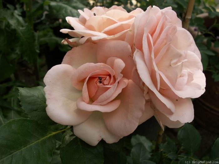 'Clara Renaissance ®' rose photo