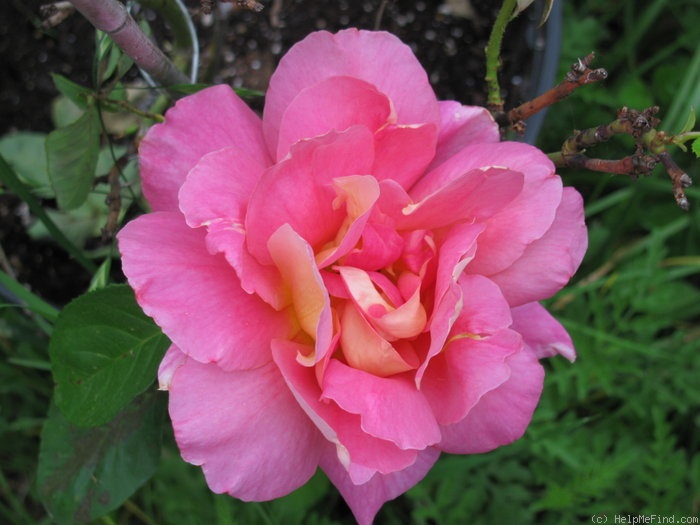 'Condesa de Sástago (hybrid tea, Dot 1930)' rose photo