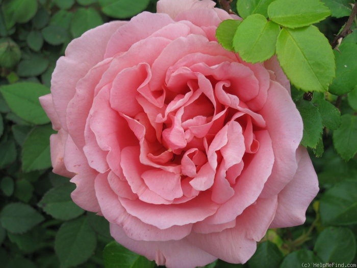 'Duquesa de Peñaranda, Cl.' rose photo