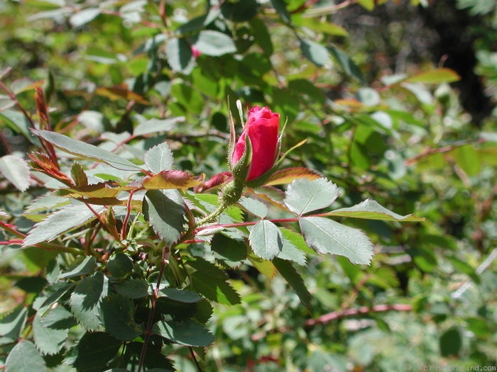 'DLFED 3' rose, click to enlarge 'DLFED 3' rose photo