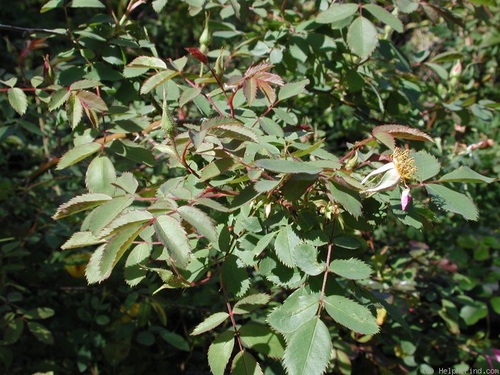 'DLFED 3' rose, click to enlarge 'DLFED 3' rose photo