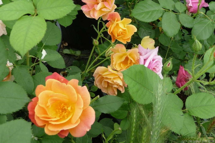 'Joseph's Coat' rose photo