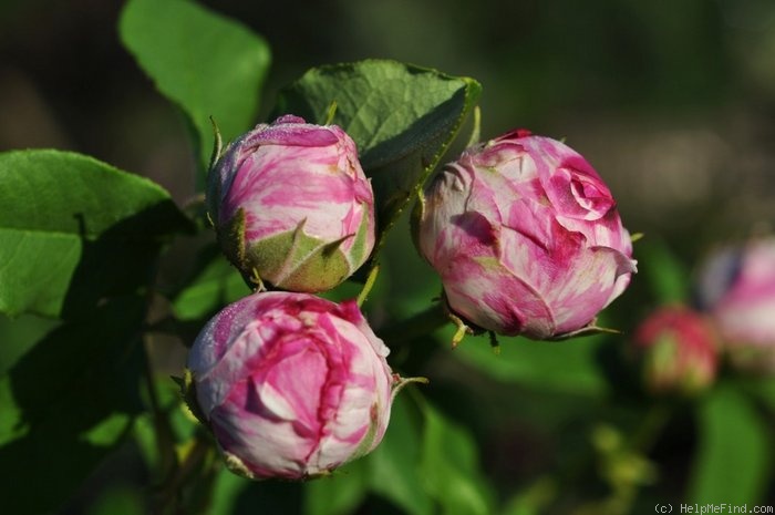 'Variegata di Bologna' rose photo