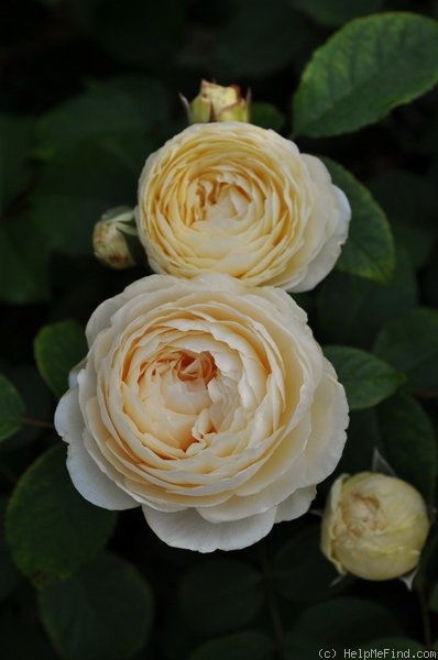 'Windermere (shrub, Austin, 2007)' rose photo