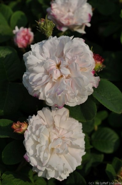 'Léda (damask, Unknown before 1818)' rose photo