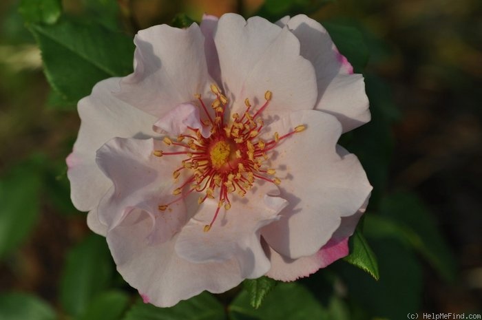 'Odyssey (floribunda, Cowlishaw, 2001)' rose photo