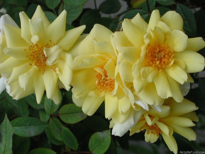 '1-72-1' rose, click to enlarge '1-72-1' rose photo