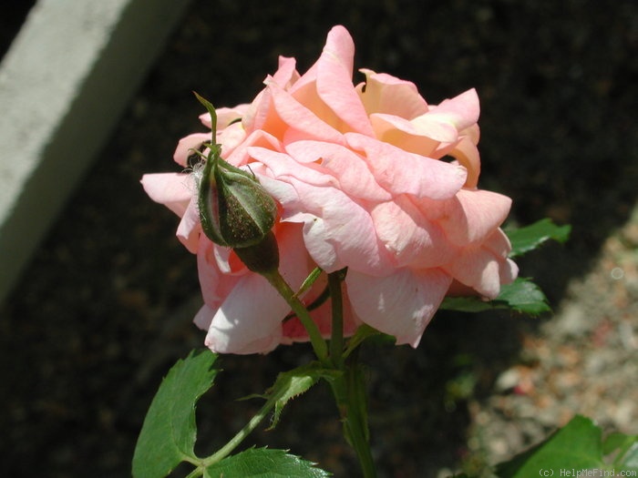 '1-72-1DLFED4' rose photo