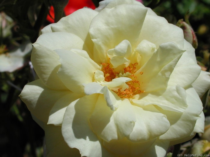 'Yellow Sweetheart, Cl.' rose photo