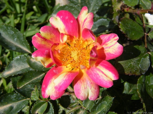 'Art Nouveau (floribunda, James 2009)' rose photo