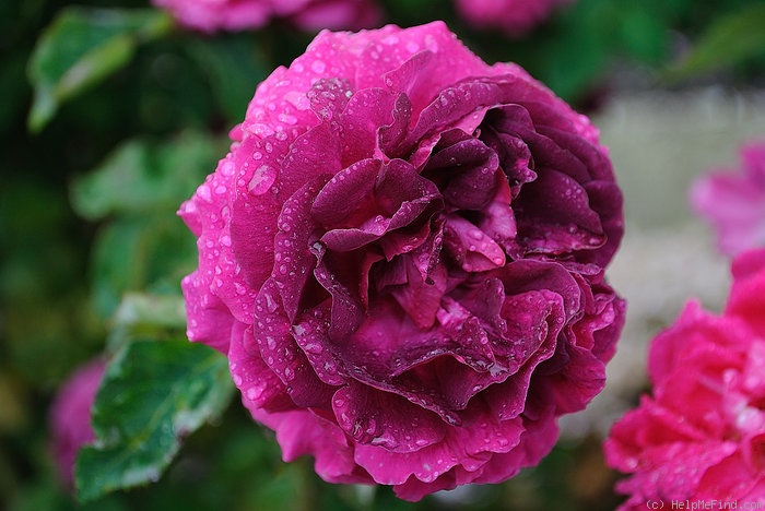'Baron de Bonstetten' rose photo