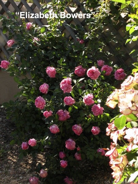 'Elizabeth Bowers' rose photo
