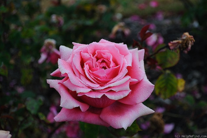 'Dean Collins' rose photo