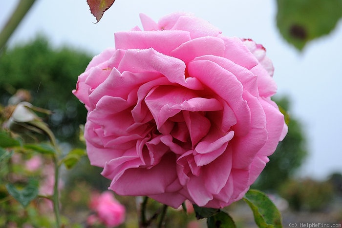 'Miss Rowena Thom' rose photo