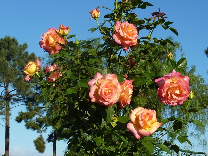 'Jean Piat ®' rose, click to enlarge 'Jean Piat ®' rose photo