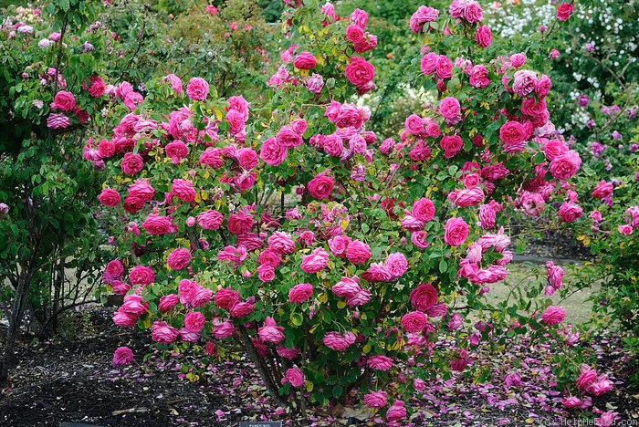 'Parkjuwel' rose photo