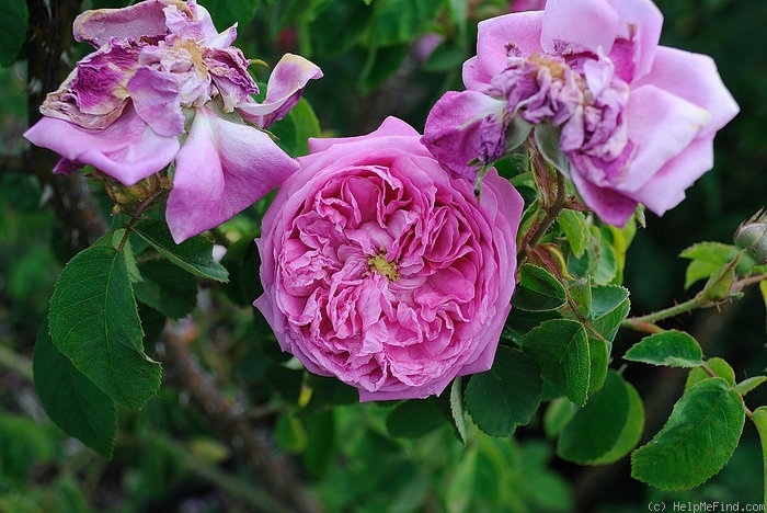 'Perle von Weissenstein' rose photo