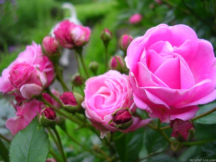 'Madame François Graindorge' rose, click to enlarge 'Madame François Graindorge' rose photo