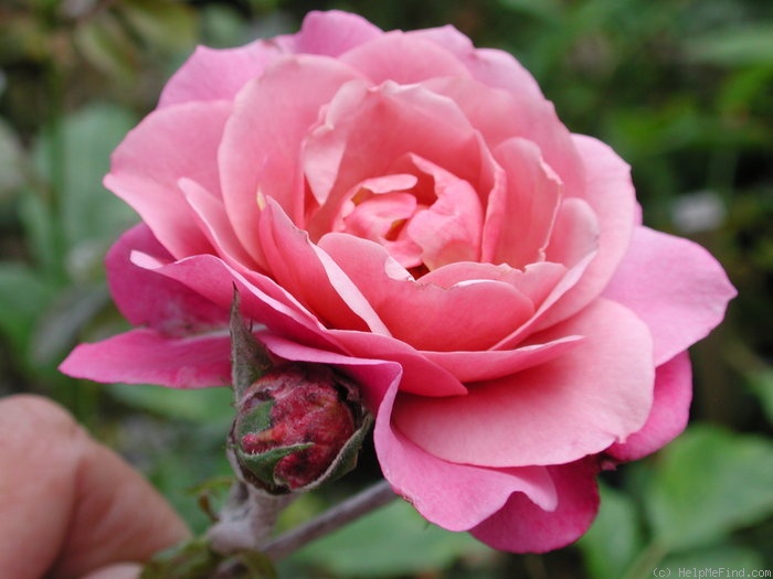'Royal Lavender' rose photo