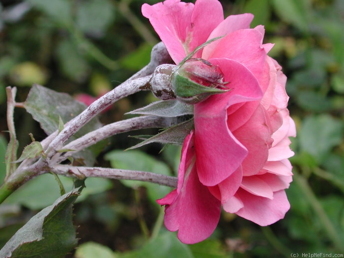 'Royal Lavender' rose photo