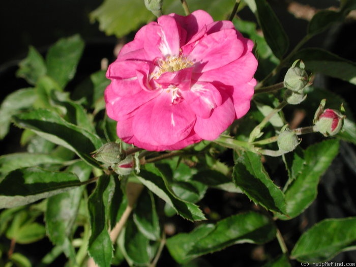 'Purple Skyliner' rose, click to enlarge 'Purple Skyliner' rose photo
