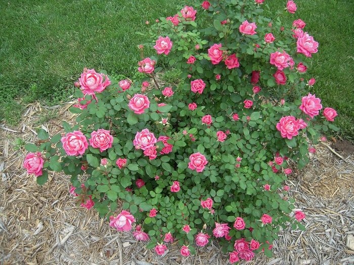 'Pink Double Knock Out ®' rose photo