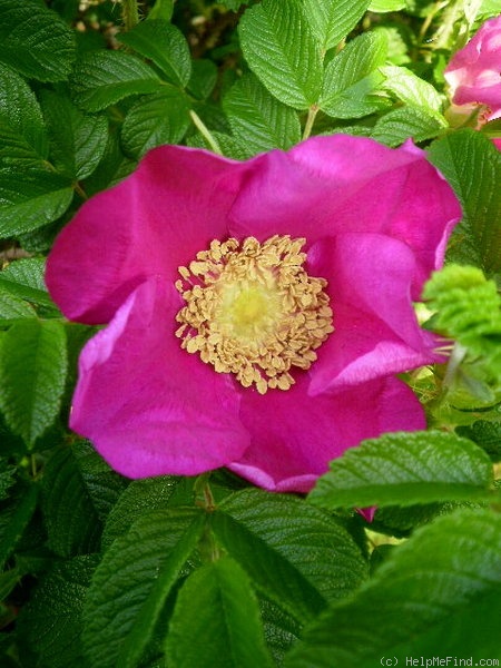 '<i>R. rugosa</i>' rose photo