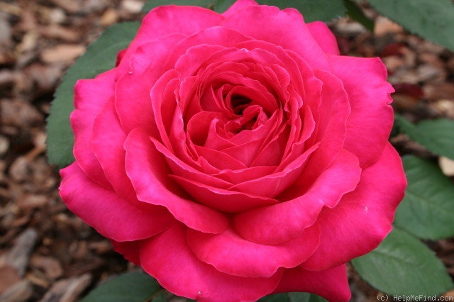 'Alec's Red® (Hybrid Tea, Cocker, 1970)' rose, click to enlarge 'Alec's Red® (Hybrid Tea, Cocker, 1970)' rose photo