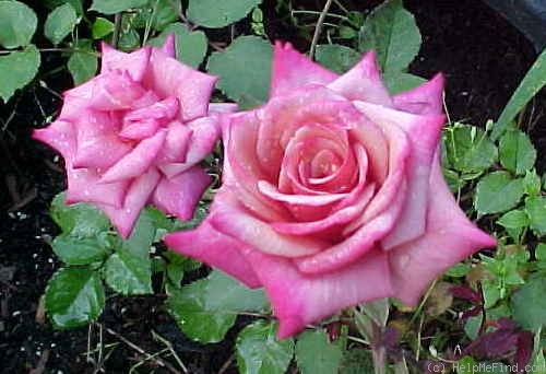 'Memphis Cajun' rose photo